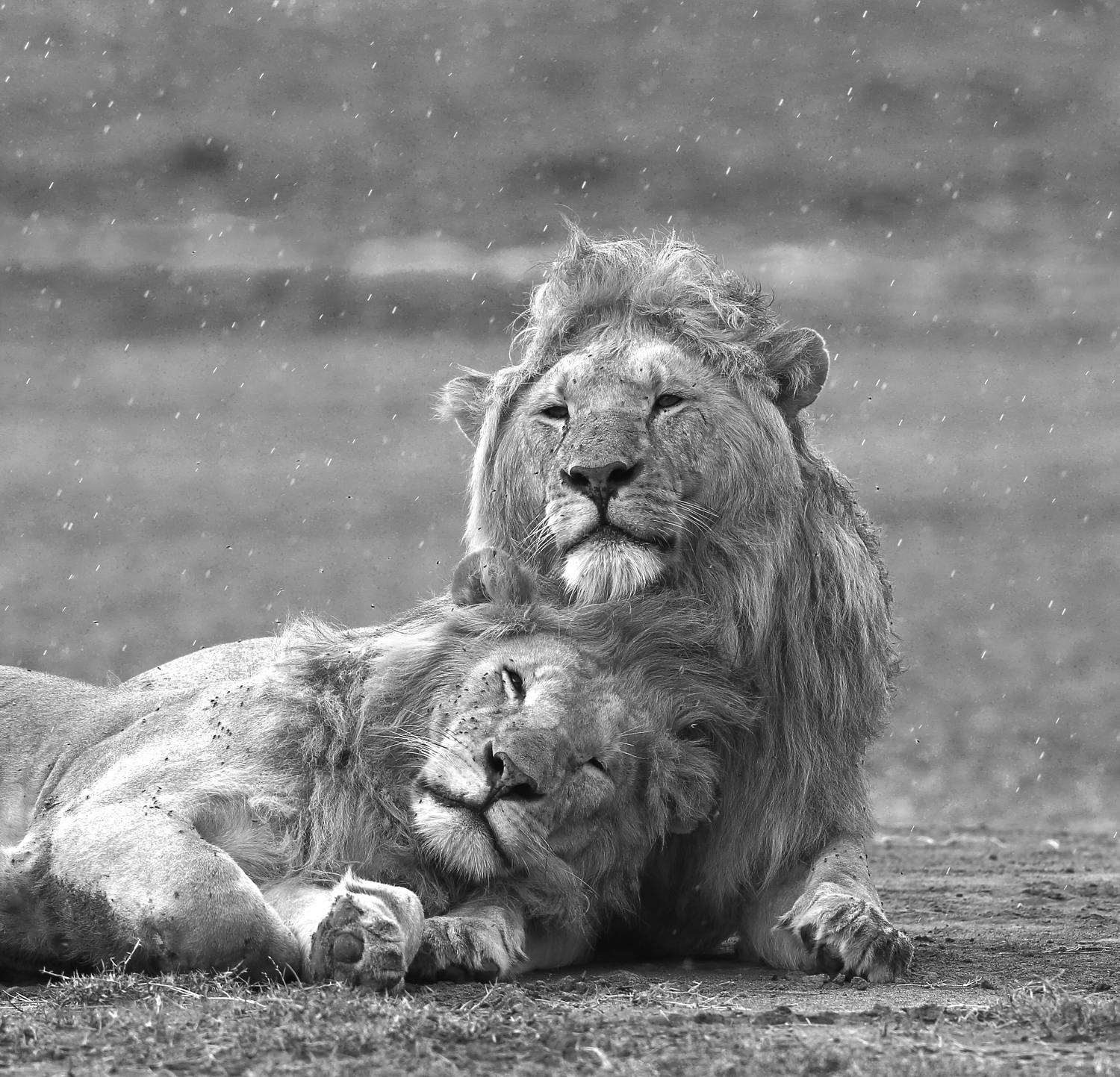 , Гудков Андрей