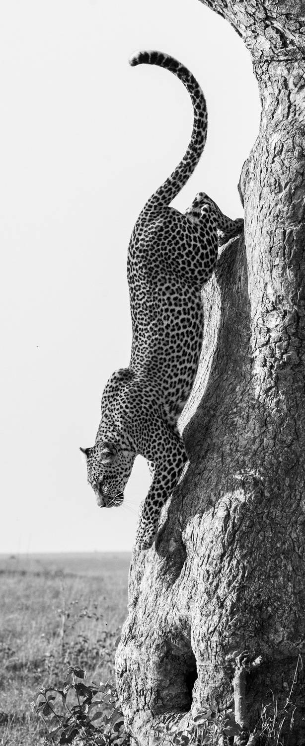 , Гудков Андрей