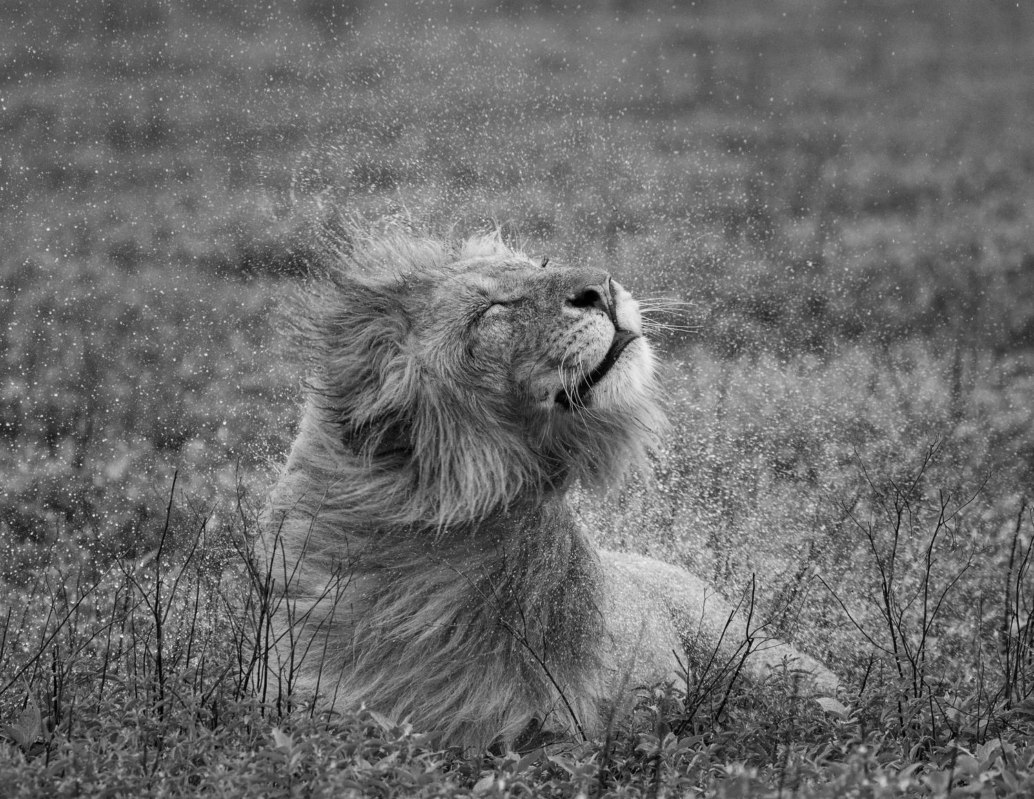 , Гудков Андрей