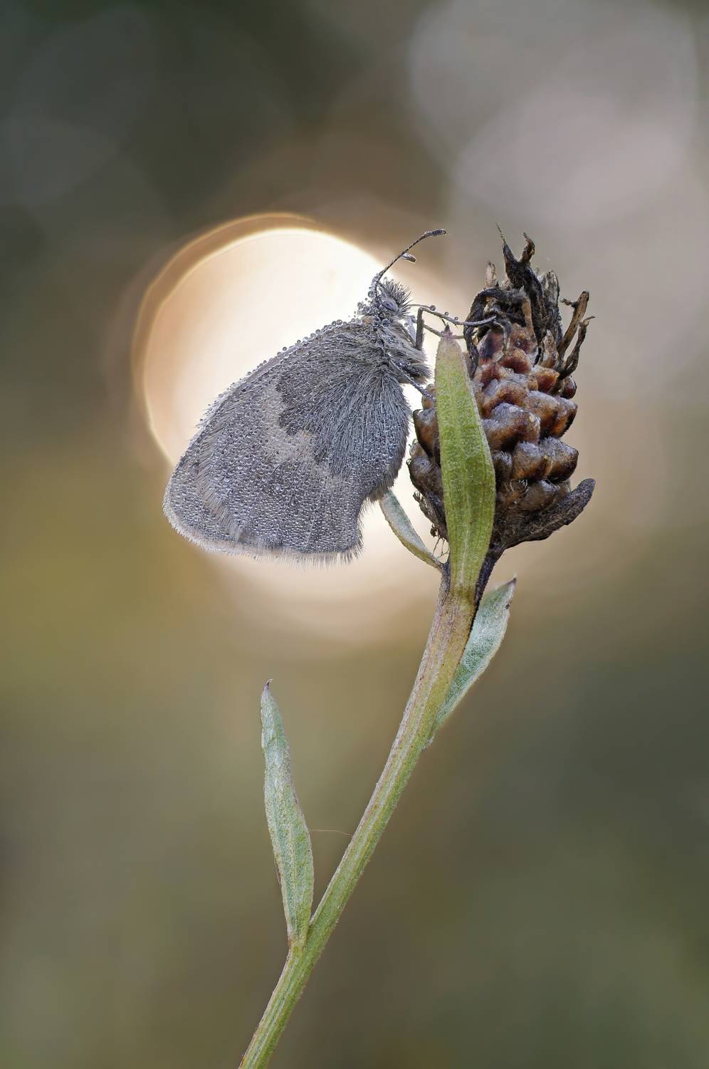Бабочка,Сенница, Чепленко Алексей