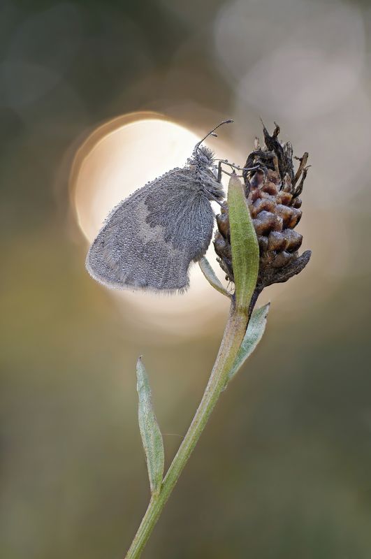 Сенница фото превью