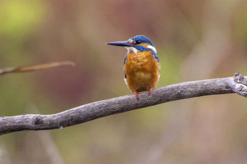 Kingfisher. фото превью