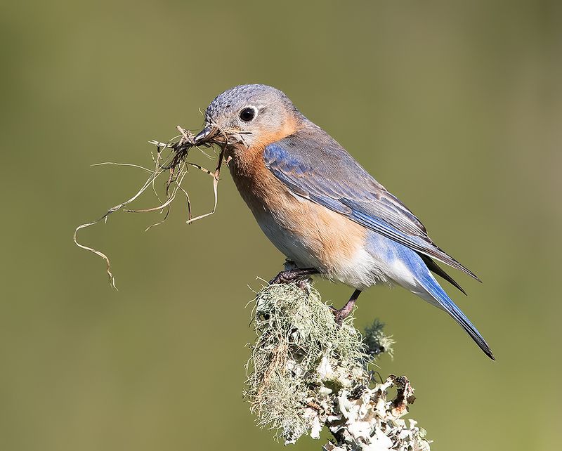 восточная сиалия, eastern bluebird, bluebird, весна Female. Eastern Bluebird with Nesting Material - Восточная сиалия фото превью