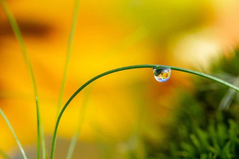 Капелька фото превью