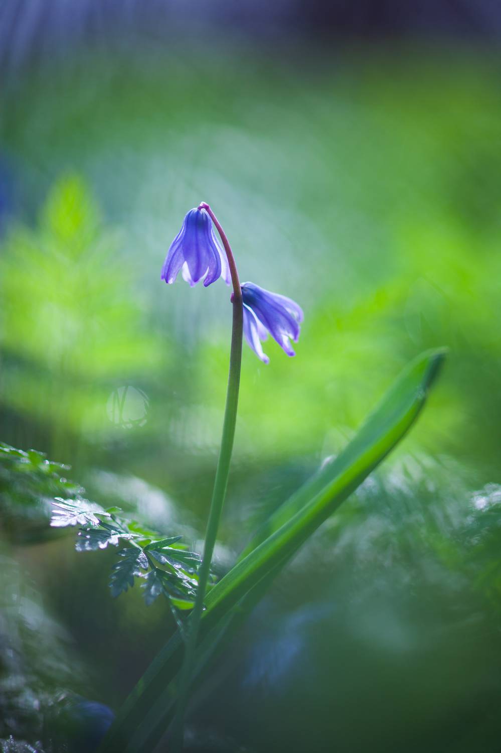 , Викулов Николай