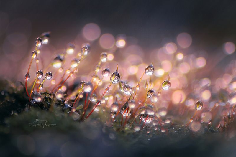 Под ногами сказка... фото превью