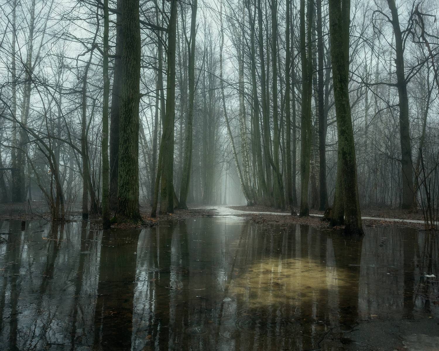 пейзаж, природа, весна, отражение, лес, лесной пейзаж, Мартыненко Дмитрий