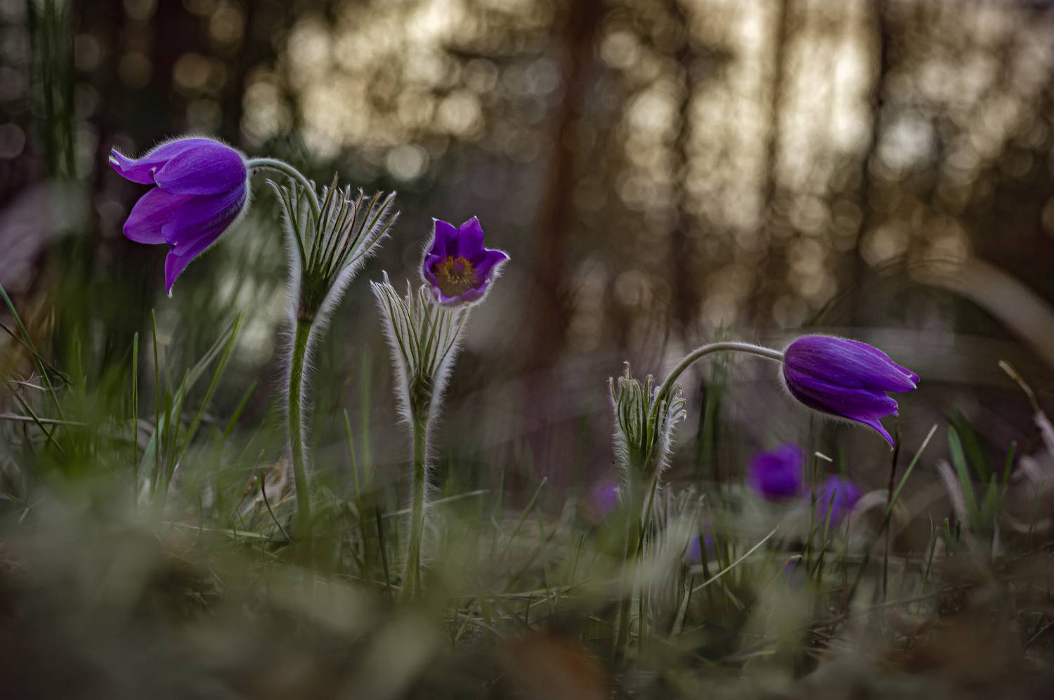 , Зайцев Роман