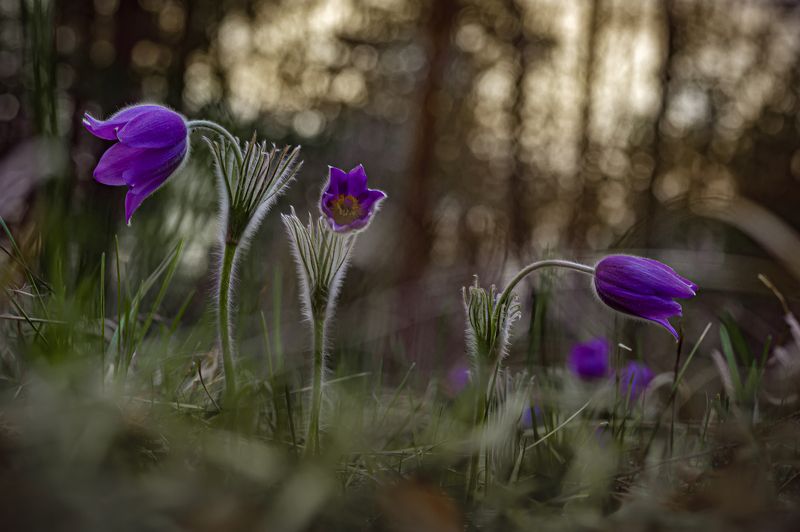 В сонном лесу фото превью