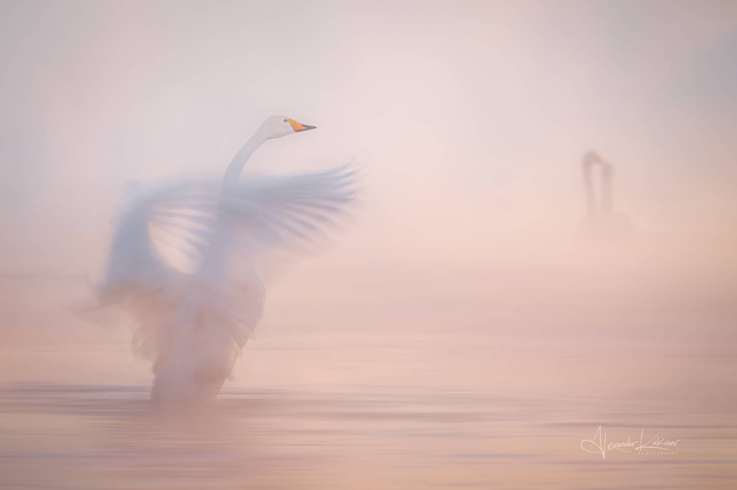 лебеди, Александр Кукринов