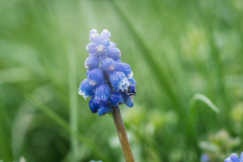 Мускари. фото превью