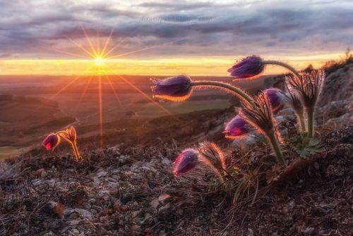 Магия сон-травы