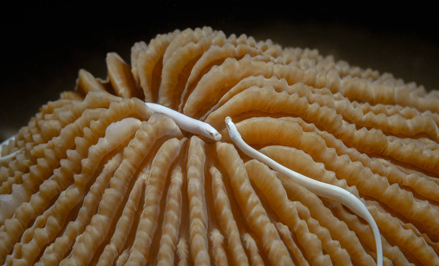 , Савин Андрей