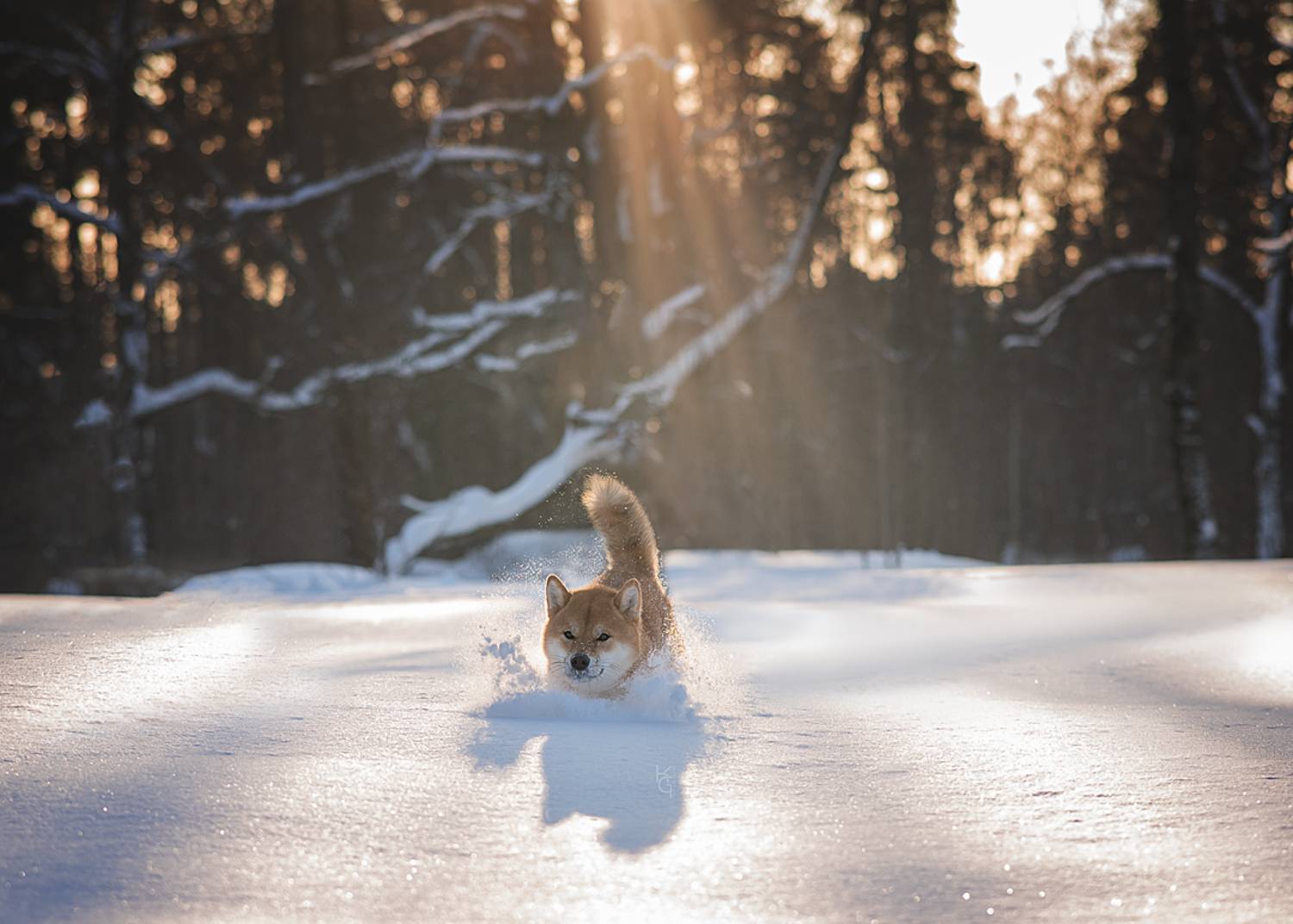, Коптилина Галина