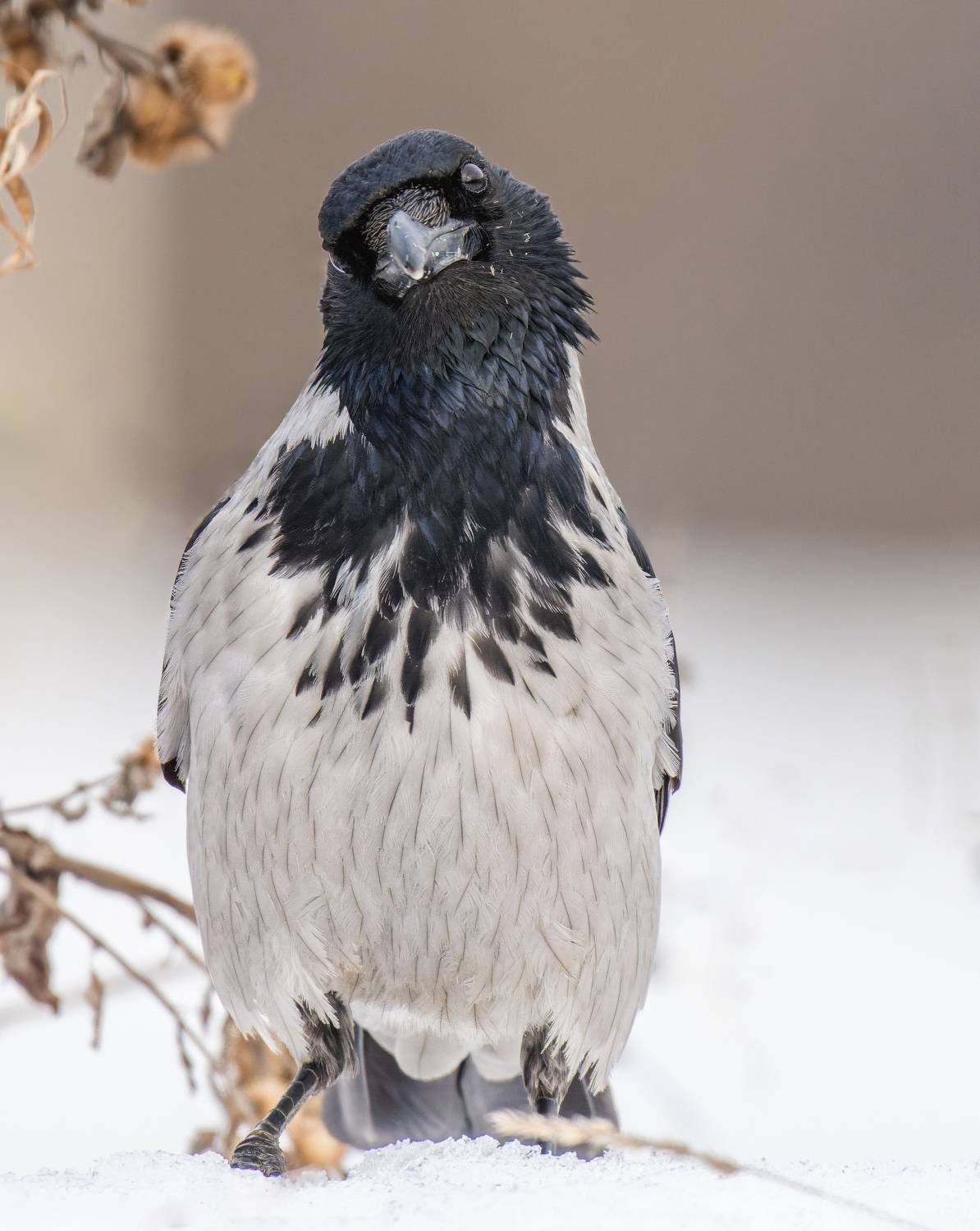 , Дэм Константин