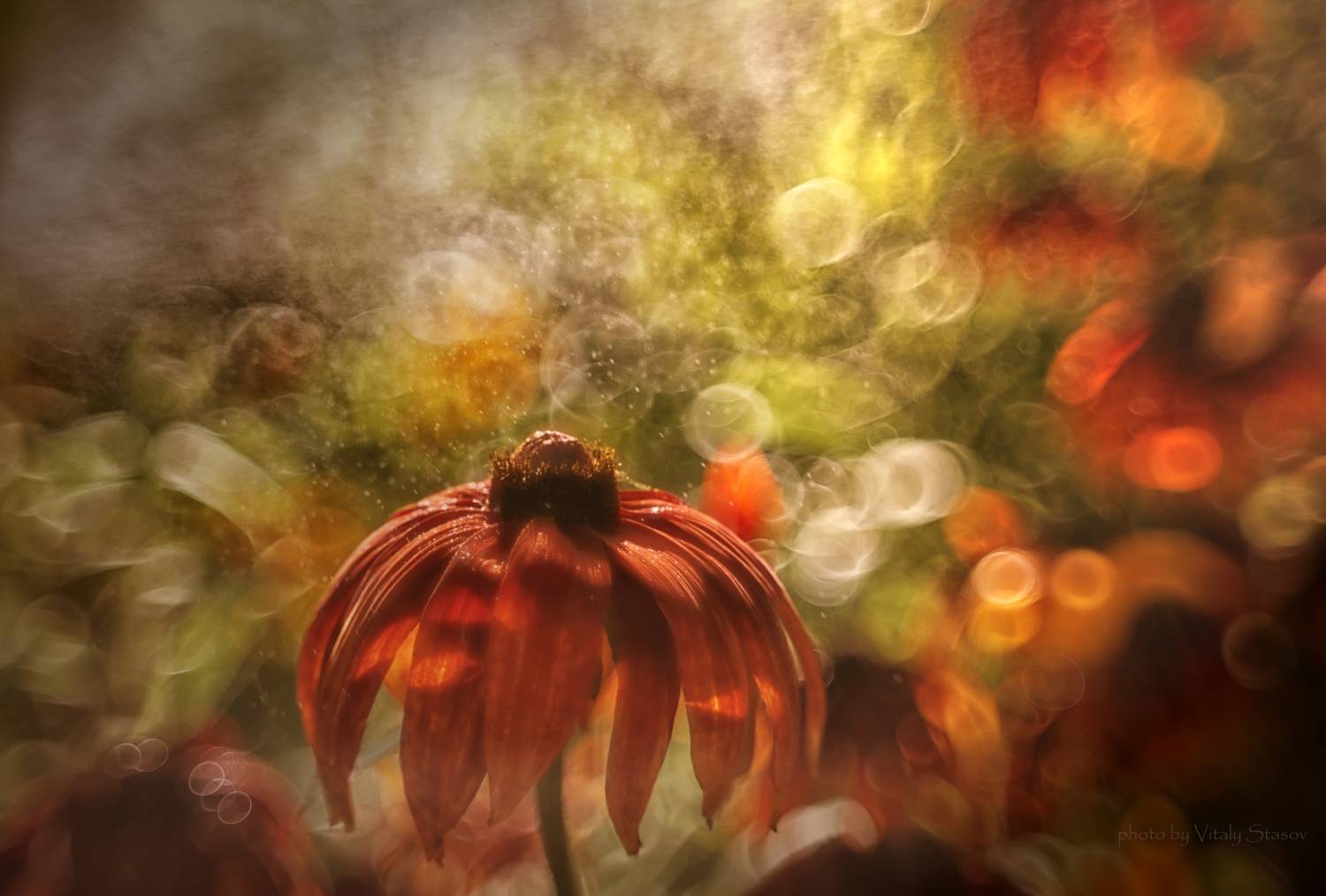 боке, гелиос 44, цветы, лето, пузырьки, лепестки, Стасов Виталий