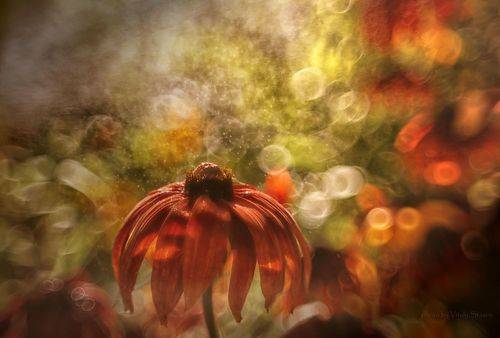 Цветочная фантазия..