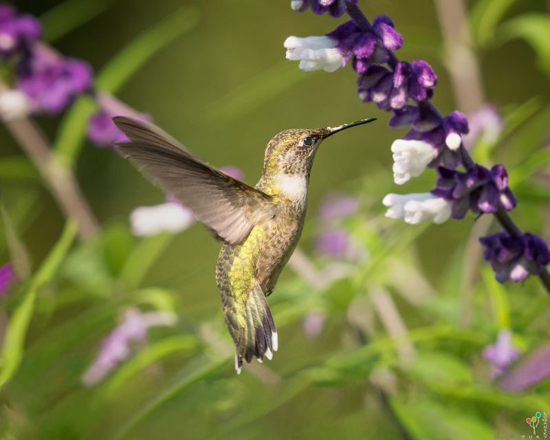 Hummingbird фото превью