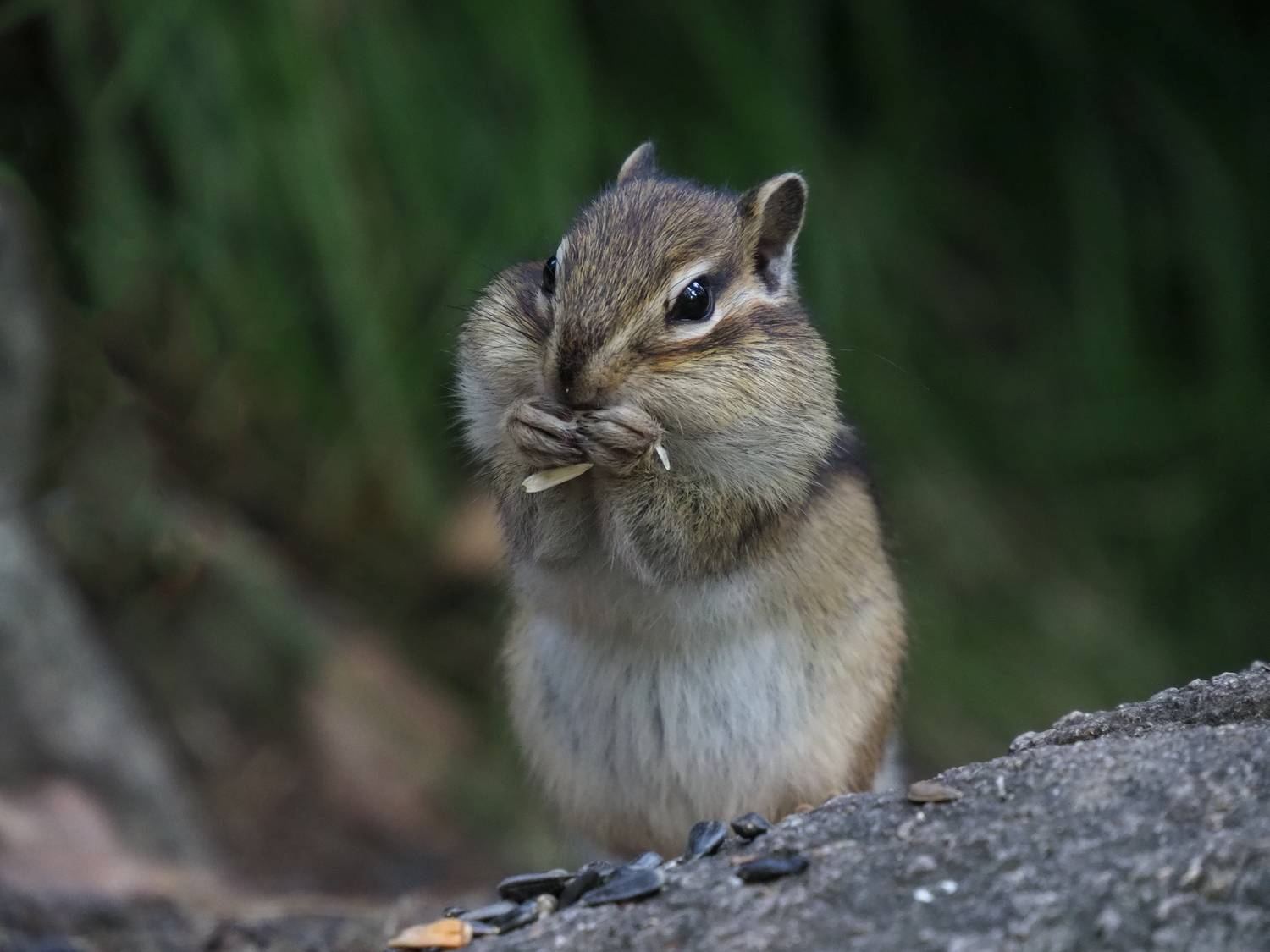 , Галина Хвостенко