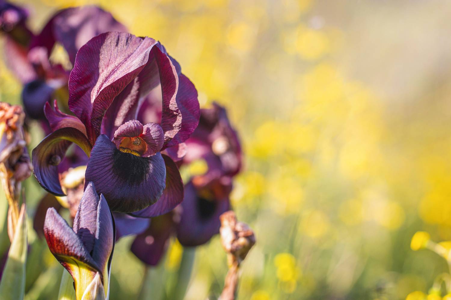 Irises, flowers, Горбачева Маментьева Татьяна