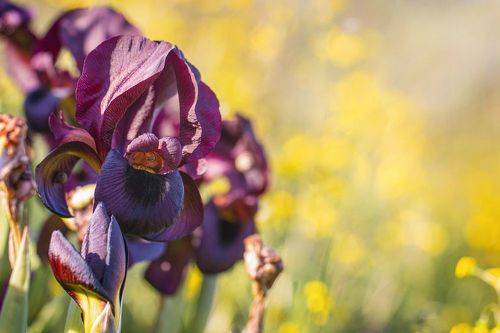 Ирис аргаман