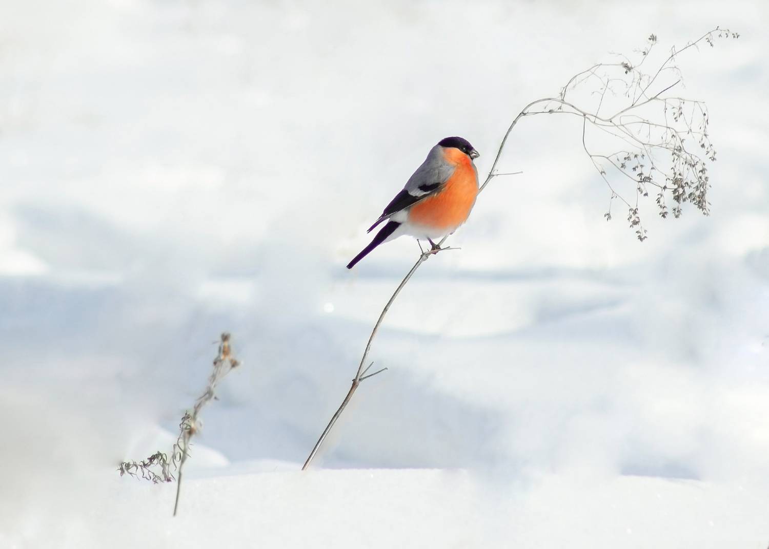 снегирь, Александр Канцур