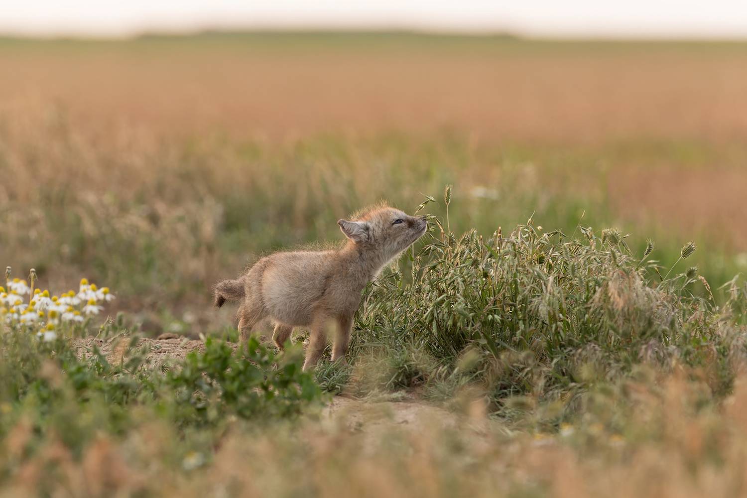 Корсачата, Калмыкия, степные лисята, Александр Ильин