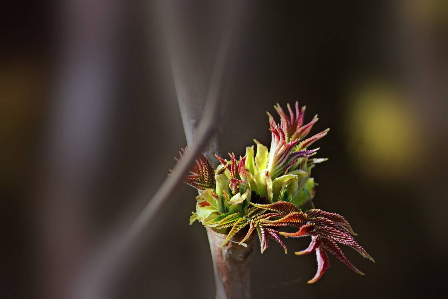 , Николаев Владимир