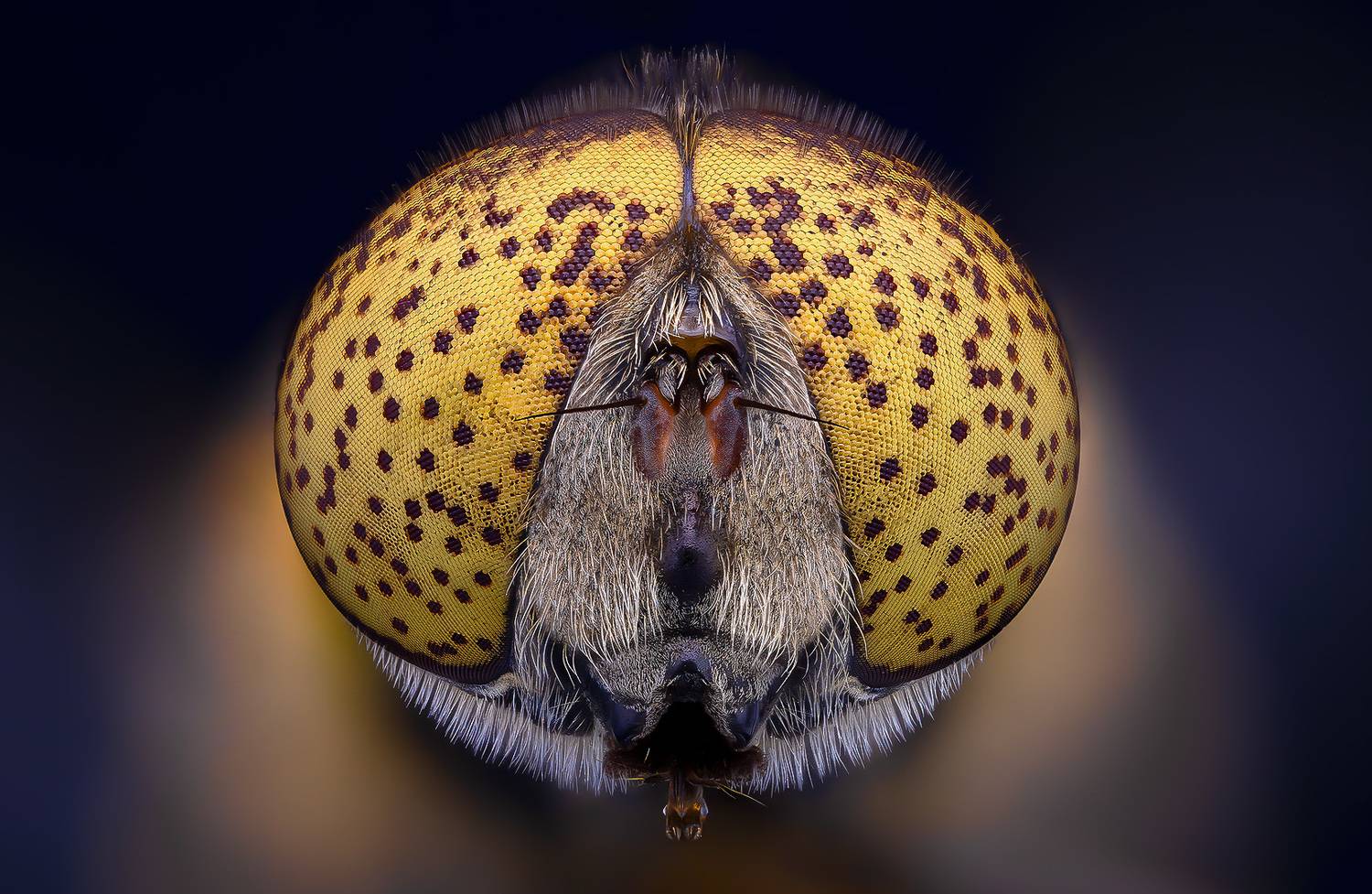 eristalinus aeneus,жужалка, Kavaliauskas Eugenijus