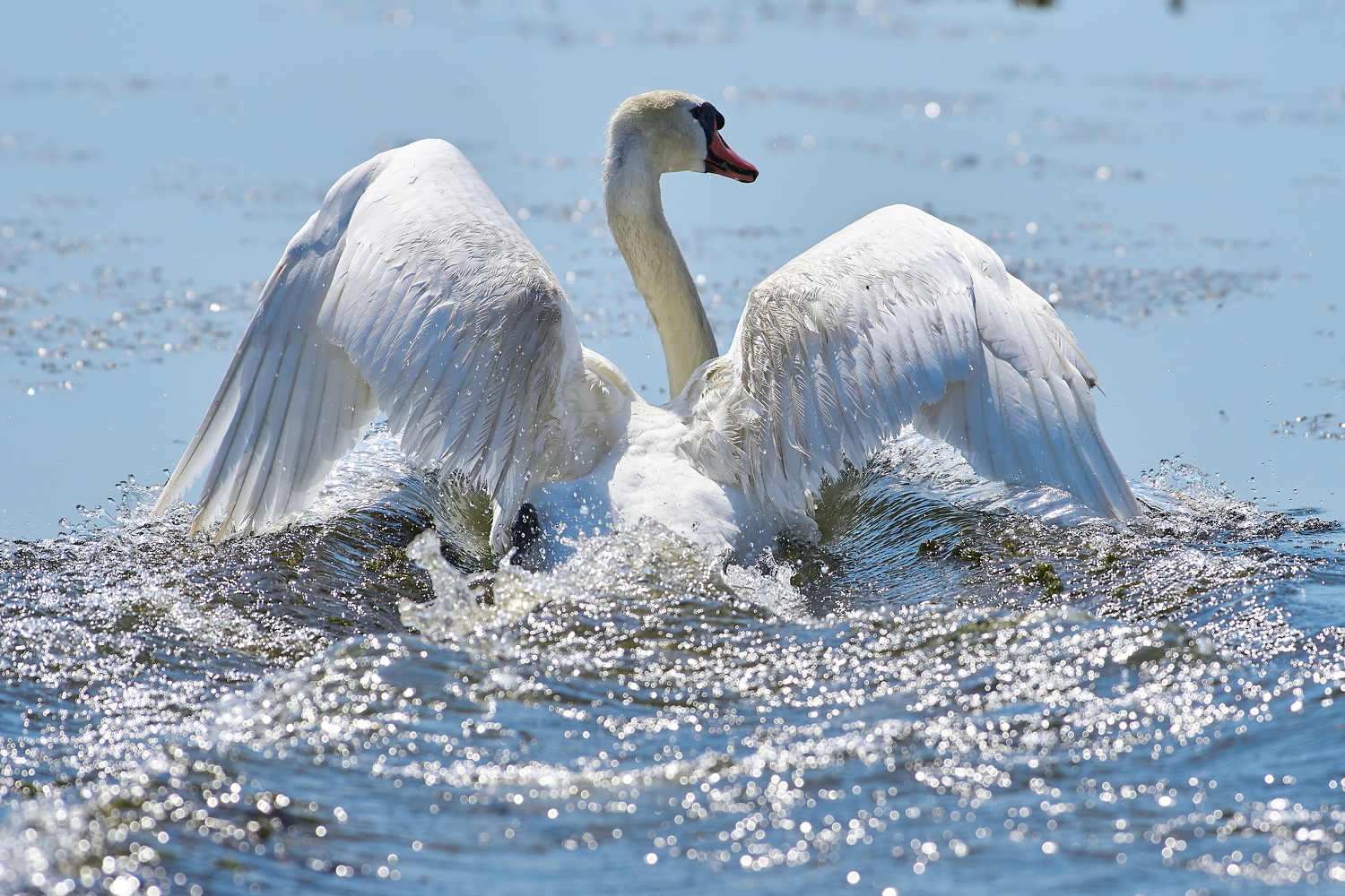 volgograd, russia, wildlife, bird, birds, birdswatching, , Павел Сторчилов