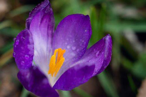 Боспорские крокусы.