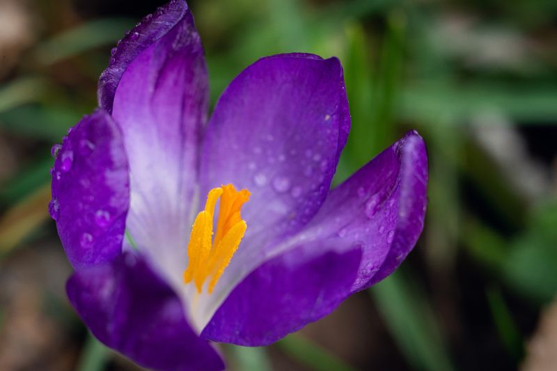 Боспорские крокусы. фото превью