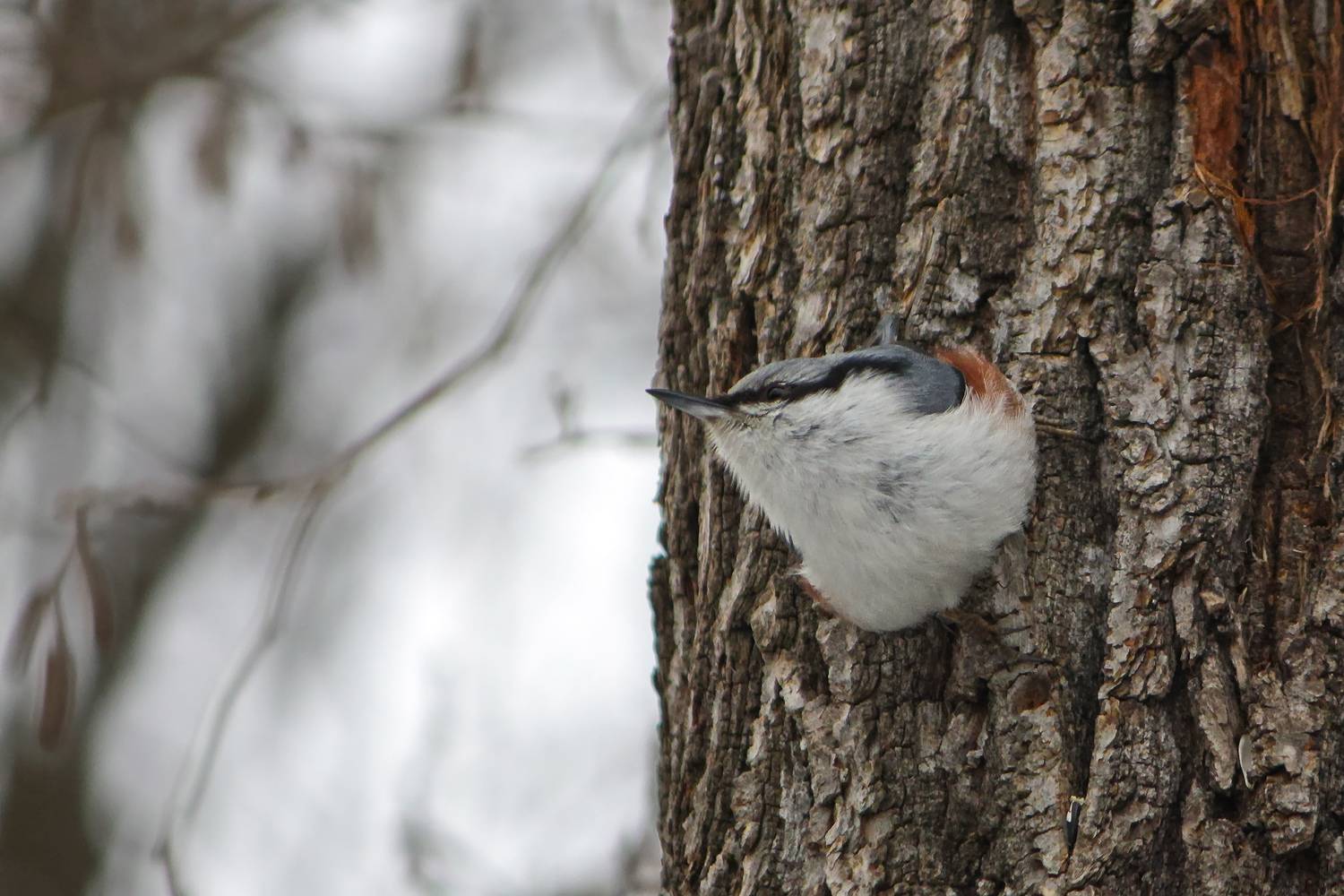 поползень, ямщик, sitta_europaea, КарОл