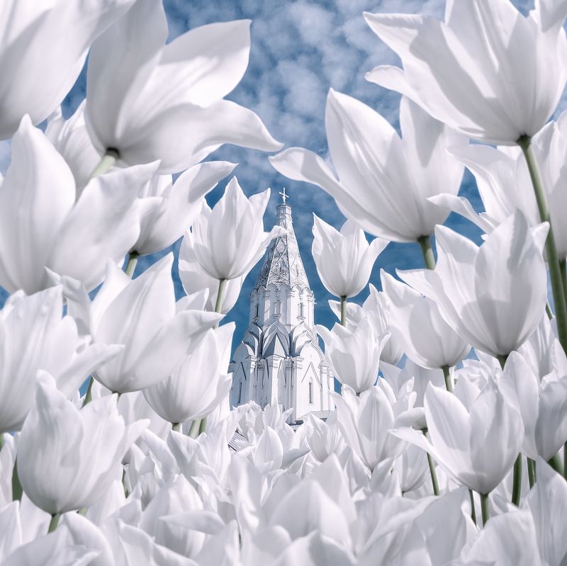 весна, тюльпаны, коломенское, парк коломенское, москва Весенняя фантазия фото превью