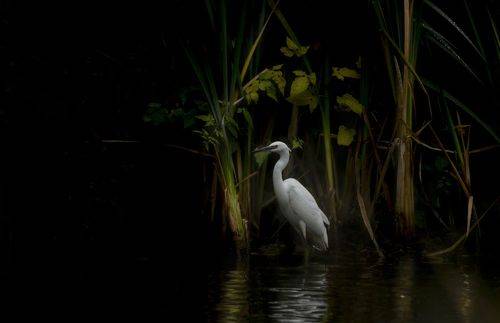 Little Egret