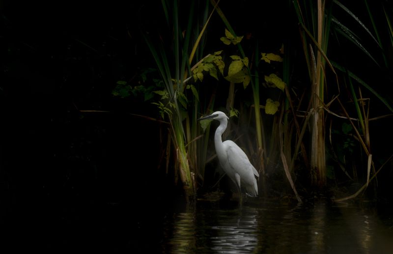 Little Egret, birds, animals, nature, nikon Little Egret фото превью