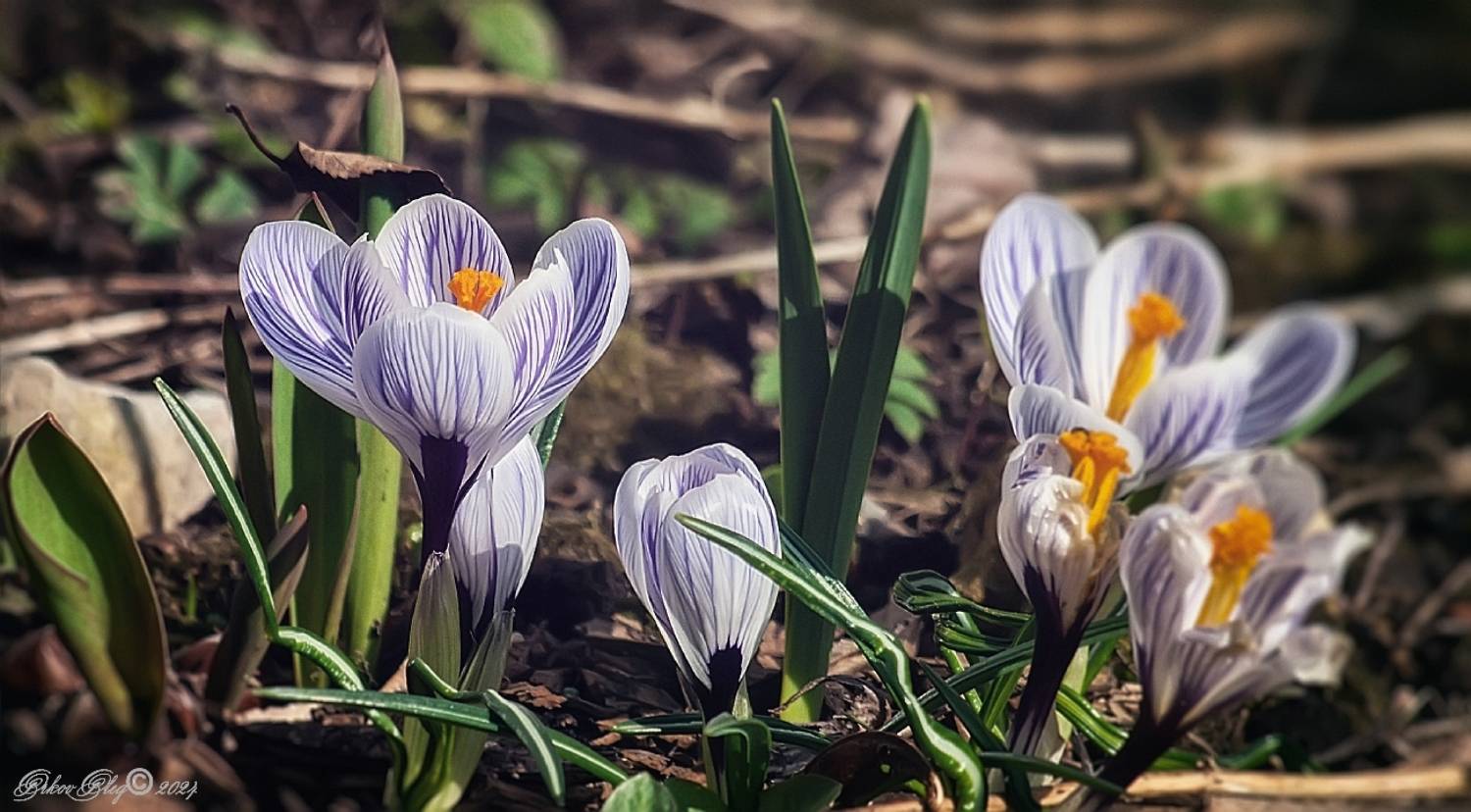 , Орлов Олег