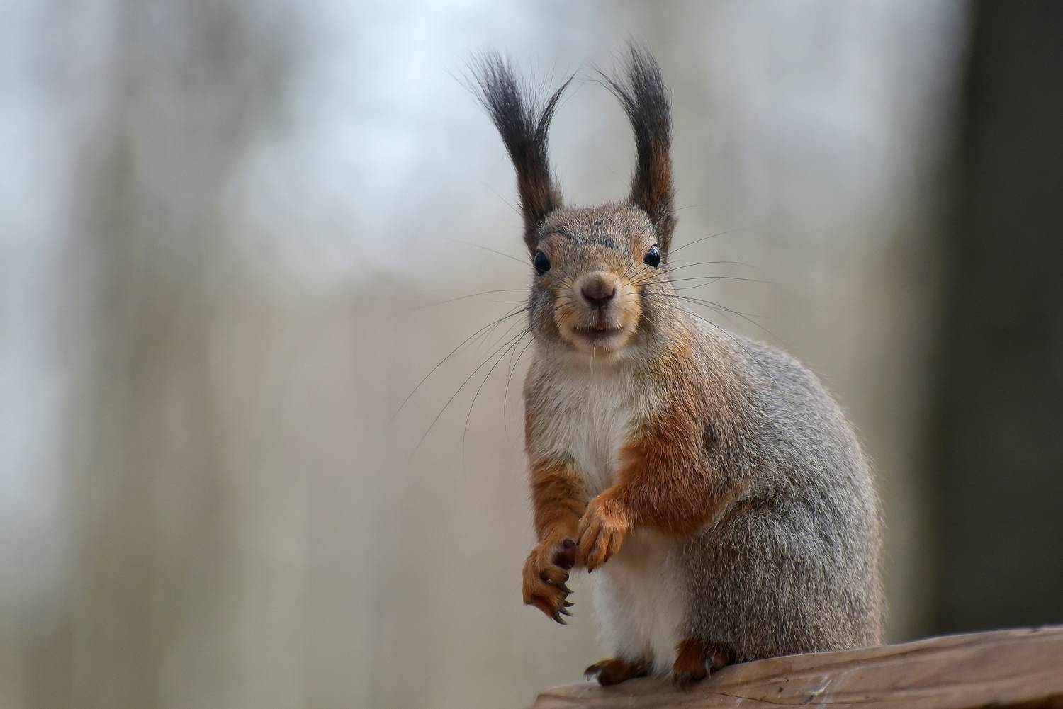 , Игорь Корнейчук