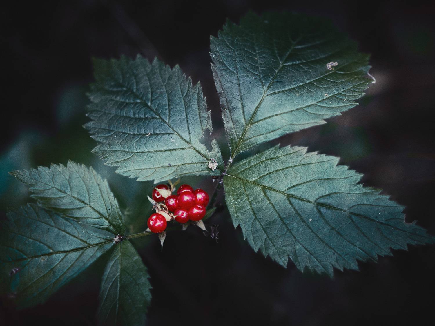 ягоды, лес, Валерий Вождаев