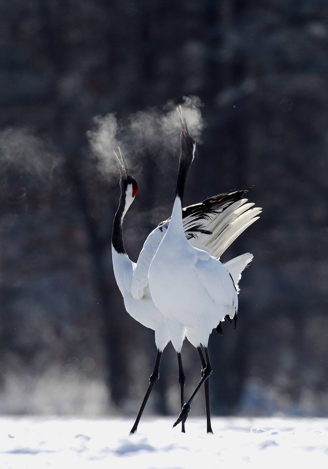 , Гудков Андрей