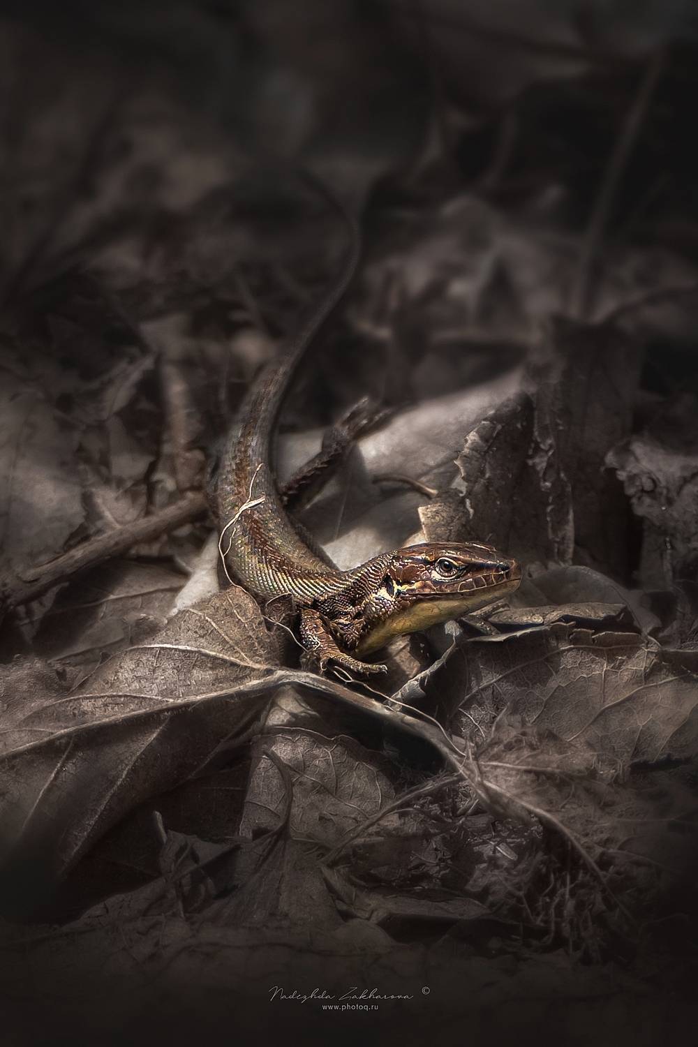 , Надежда Захарова