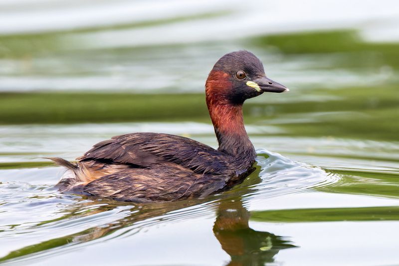 Little Grebe фото превью