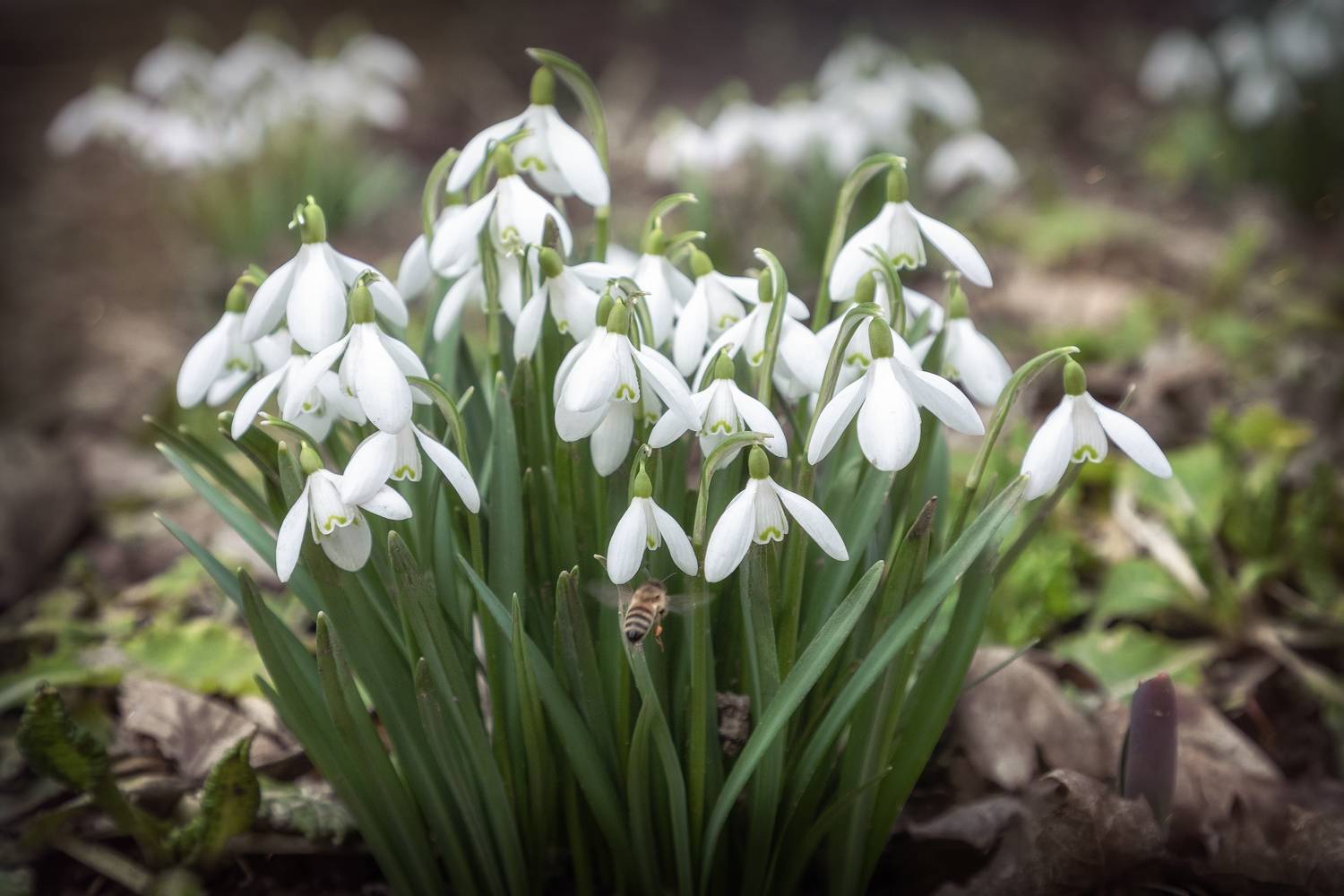 Московская область, Елена Гусева