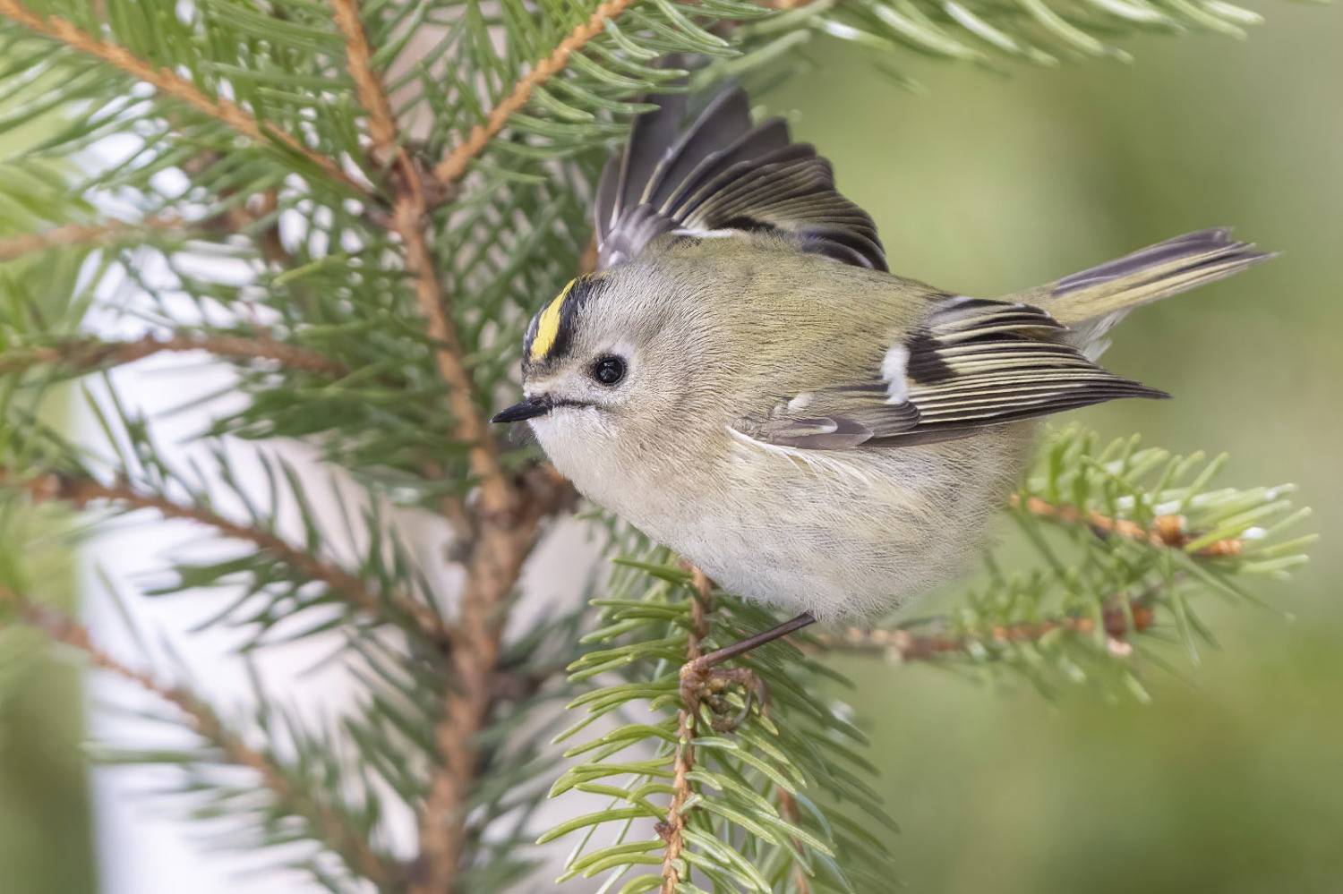 птицы, Подмосковье, Елена Давыдова