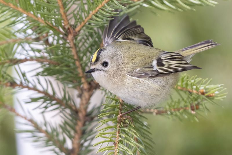 птицы, Подмосковье *** фото превью