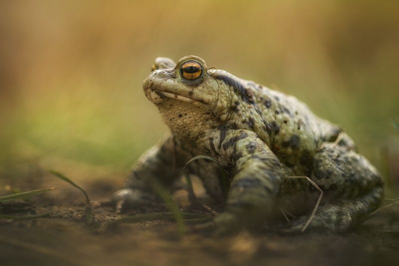 Photography, Toad, Close-up, Amphibian, Nature, Frog, Animal, Day, Wildlife Toad фото превью