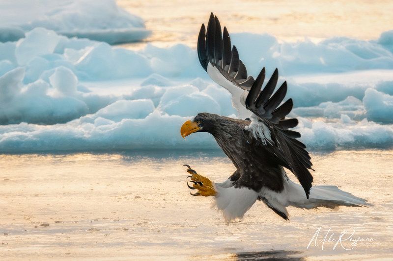 Steller’s Sea-Eagle