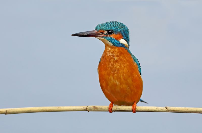 зимородок В ожидании. фото превью