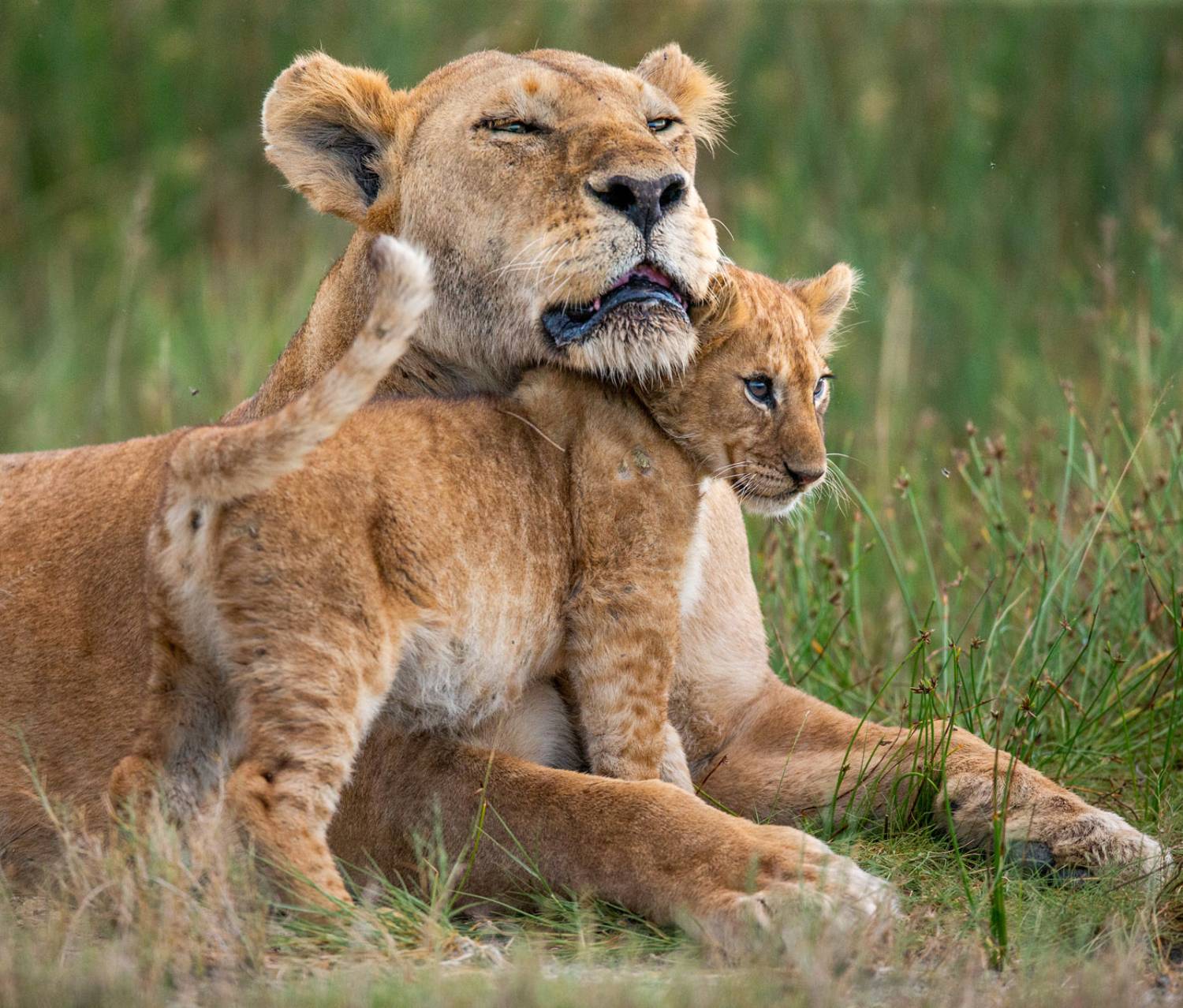 , Гудков Андрей