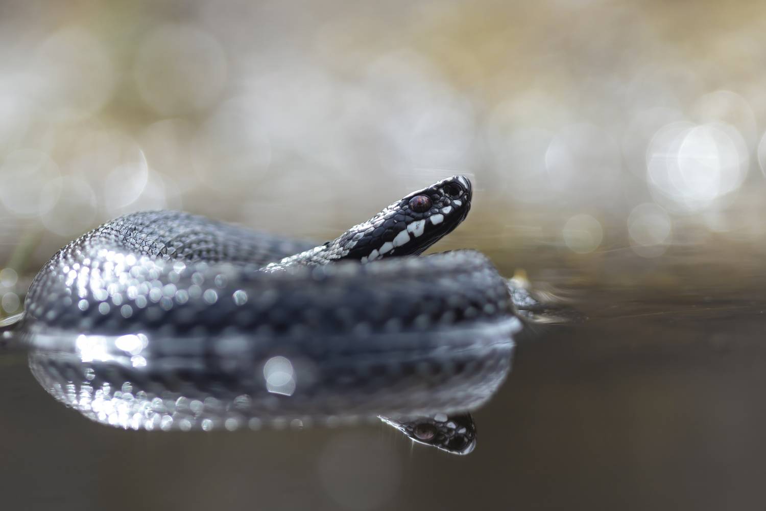 , Денис Пронин